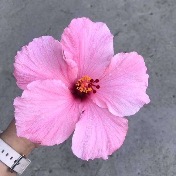 Meet your Posher, Nancy - Picture 1 of 1